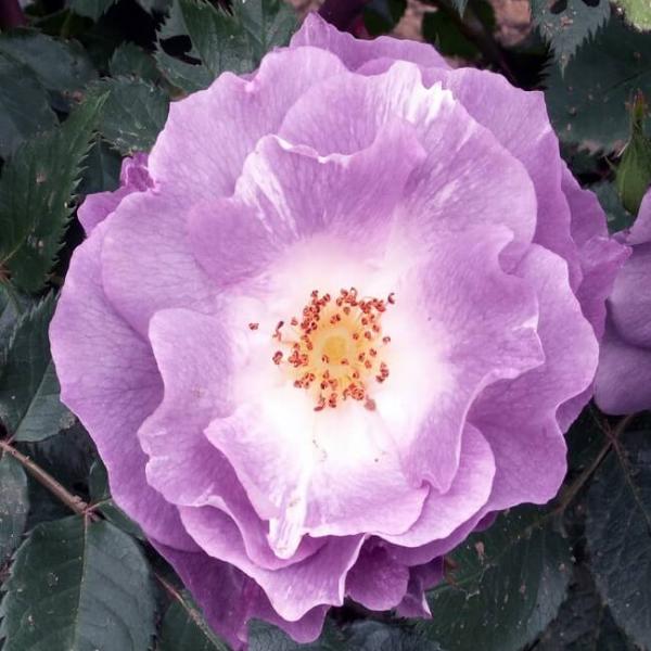 PACIFIC DREAM ® Pejamblu